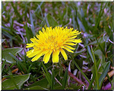 Dandelion Home Remedy To Eliminate Warts