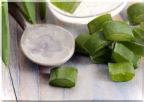 Aloe vera and its benefits for damaged hair