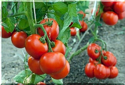 Can use cinnamon for tomato plants