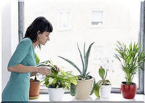 Woman using cinnamon for plants