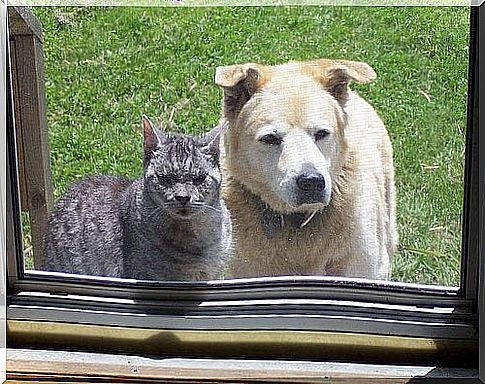 pets looking out the window