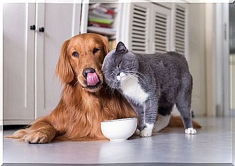 Dog and cat food: discover the favorites