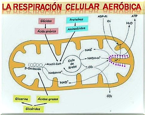 Cellular respiration