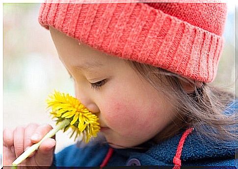 dandelion plant