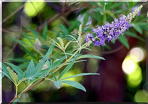 The wild pepper plant can help with delayed menstruation