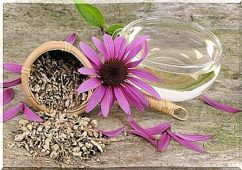 Fight the symptoms of sepsis with echinacea