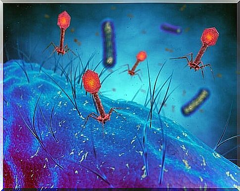 Virus and Bacteria Cells