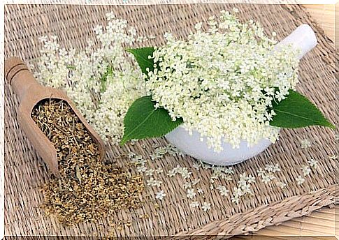 Meadowsweet