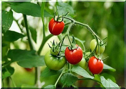 How to grow tomatoes with just 4 slices