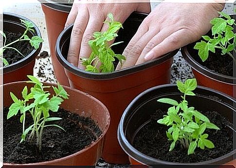 person growing tomatoes