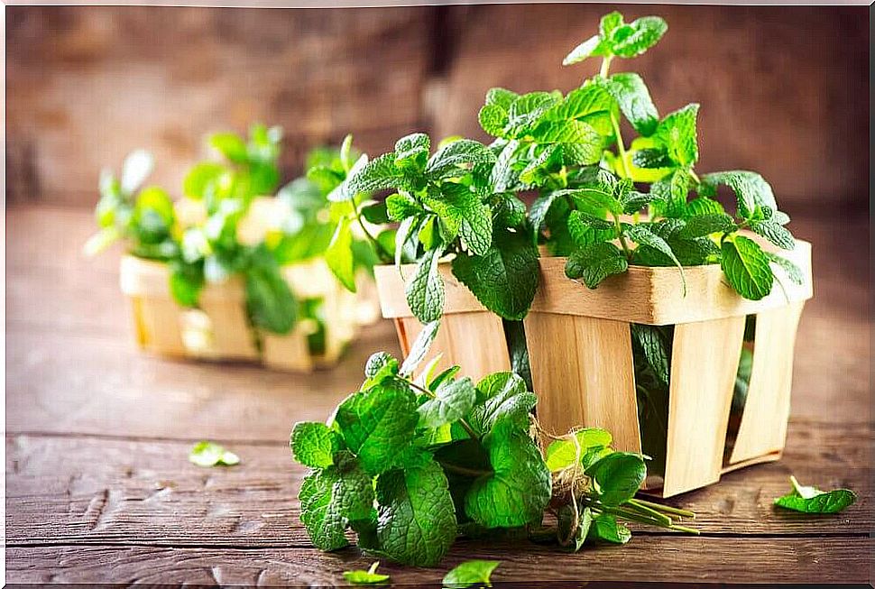 mint leaves