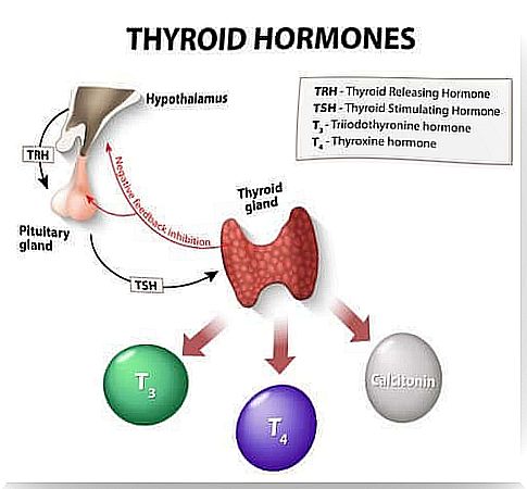 Thyroid hormones