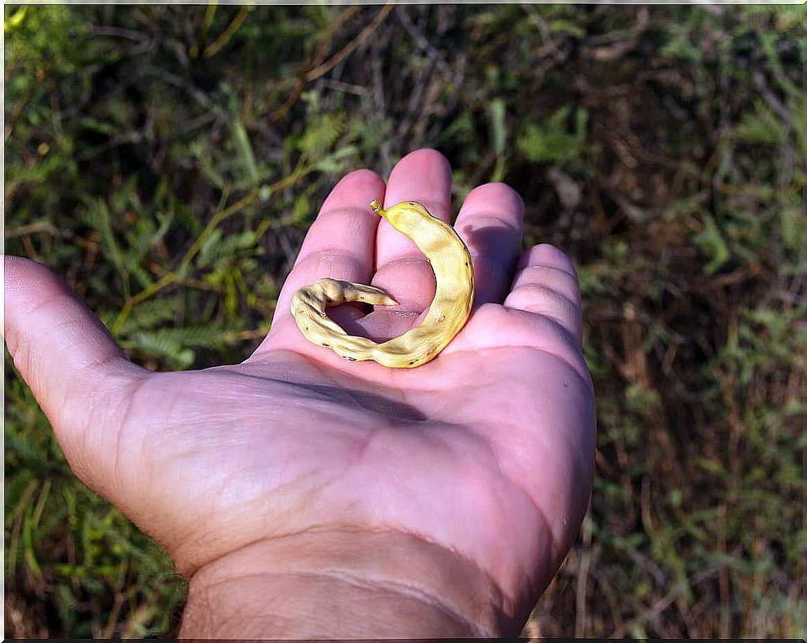 Possible Mesquite Benefits