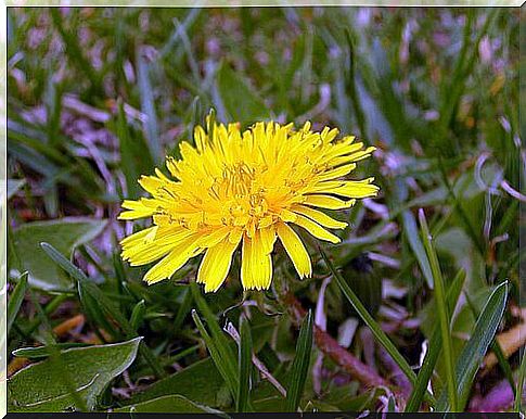 Dandelion is one of the plants to lose weight