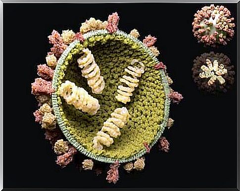 The virus reproduction cycle