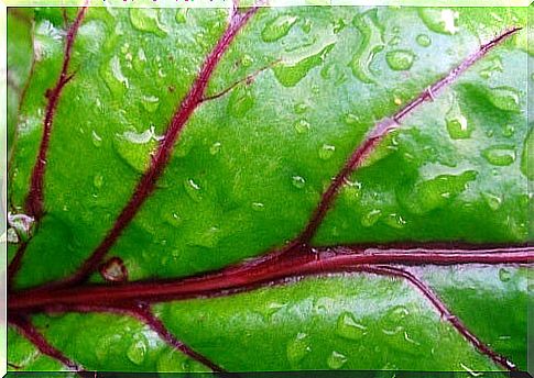 leaf-green-beet-net-efekt-500x334